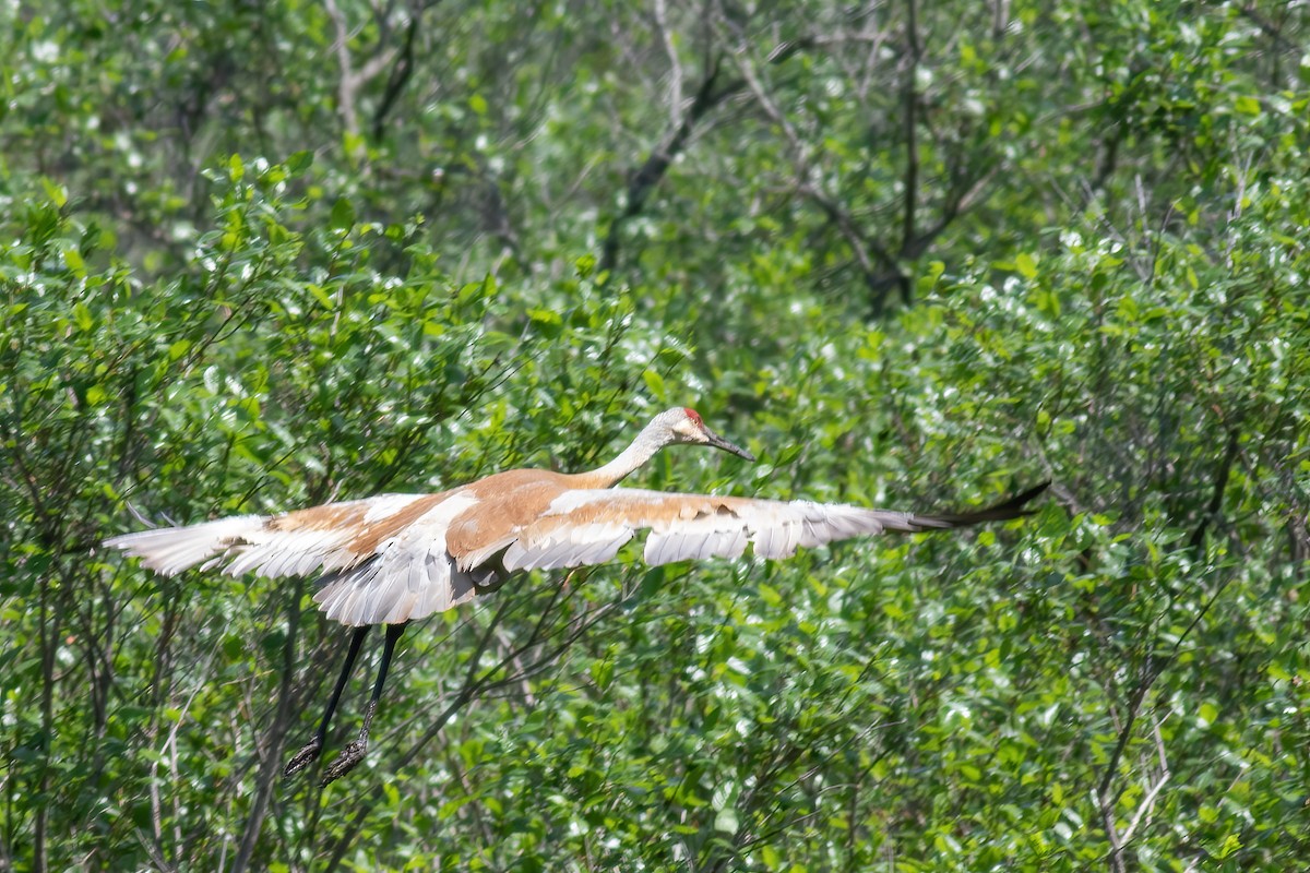 Sandhill Crane - Craig Kingma