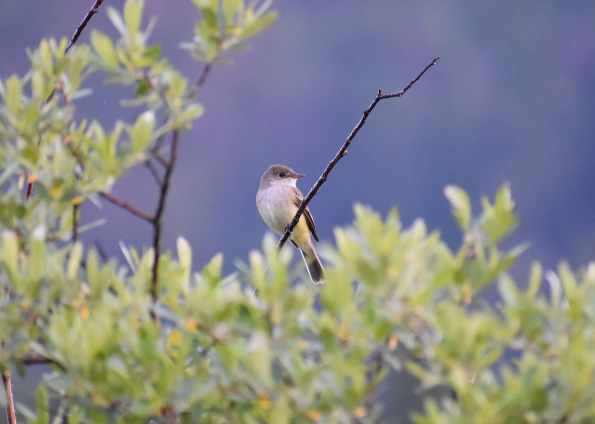 Willow Flycatcher - ML581324911