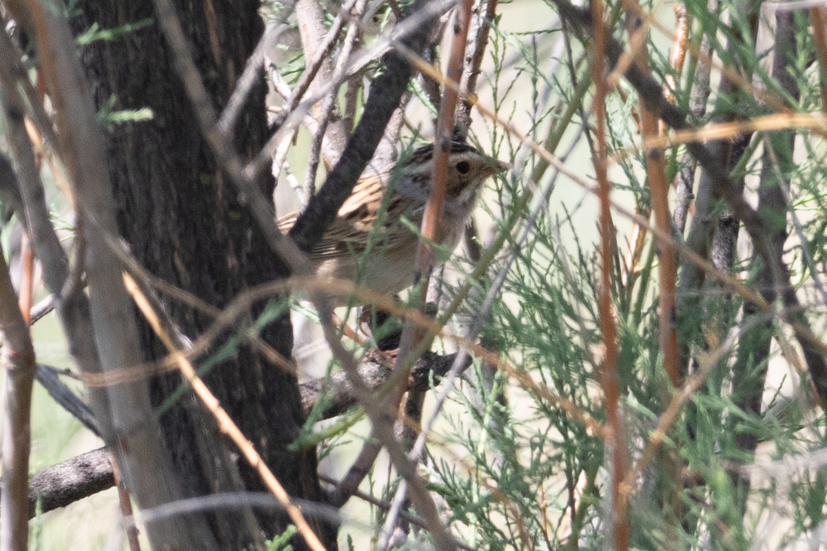 Clay-colored Sparrow - ML581324961