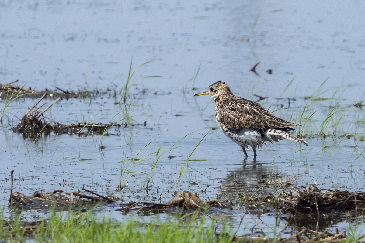 Upland Sandpiper - Joshua Covill