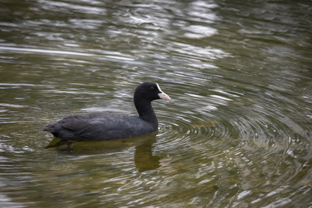 Eurasian Coot - ML581325951