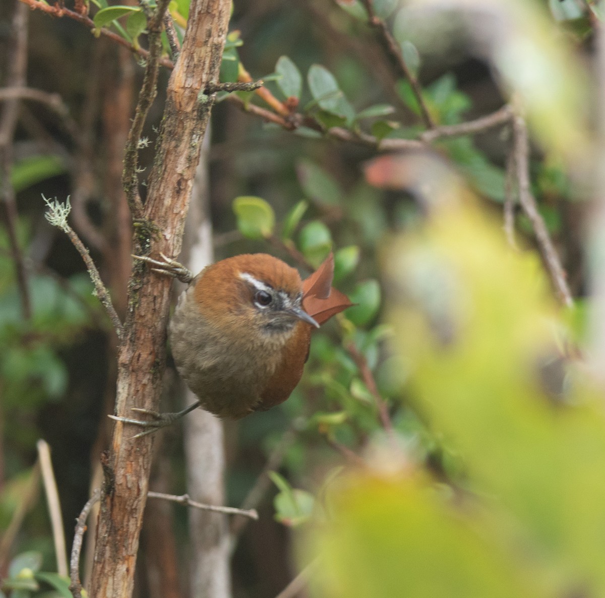 White-browed Spinetail - ML581325981