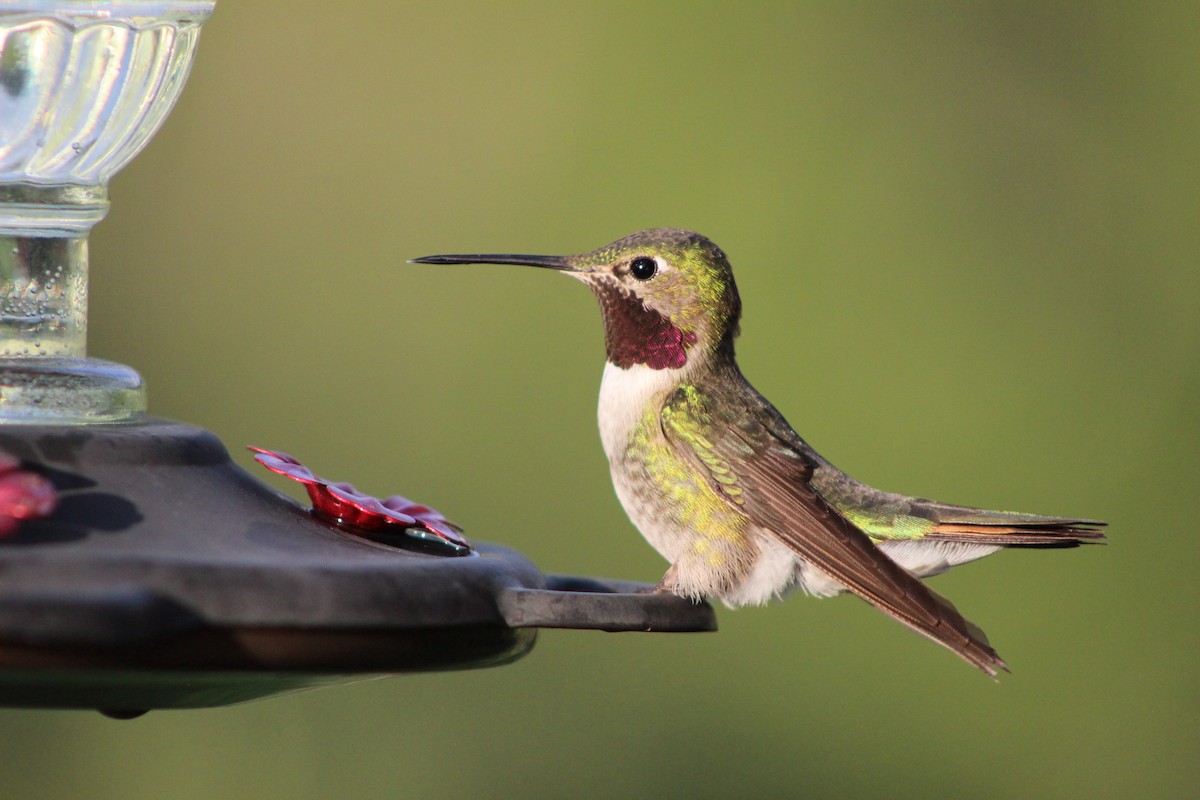 Broad-tailed Hummingbird - Hilary Turner