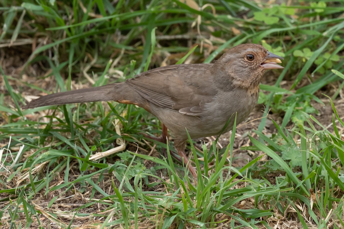 California Towhee - ML581327021