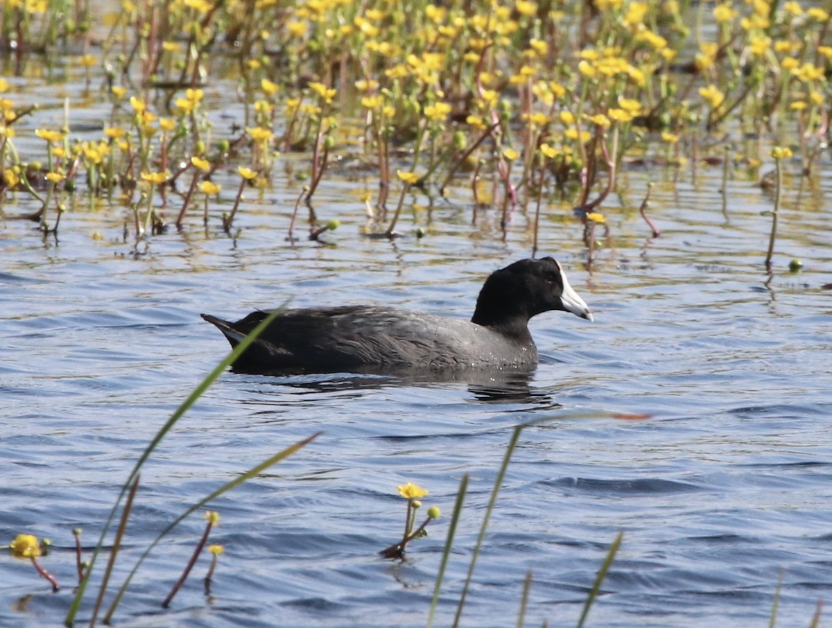 American Coot - ML581327071