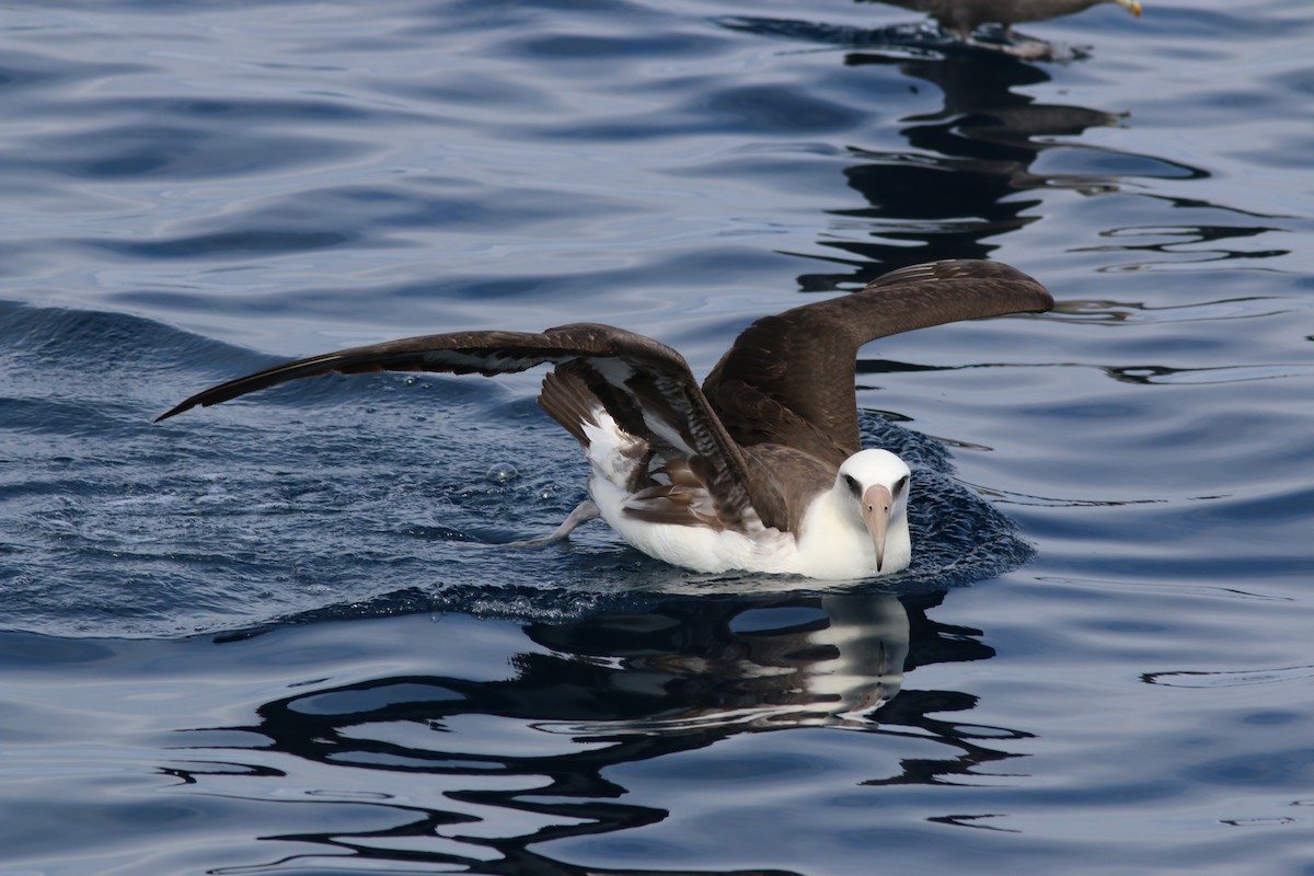 Albatros de Laysan - ML581327211