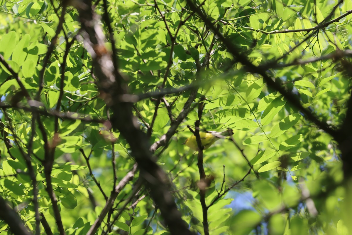 Blue-winged Warbler - ML581327601