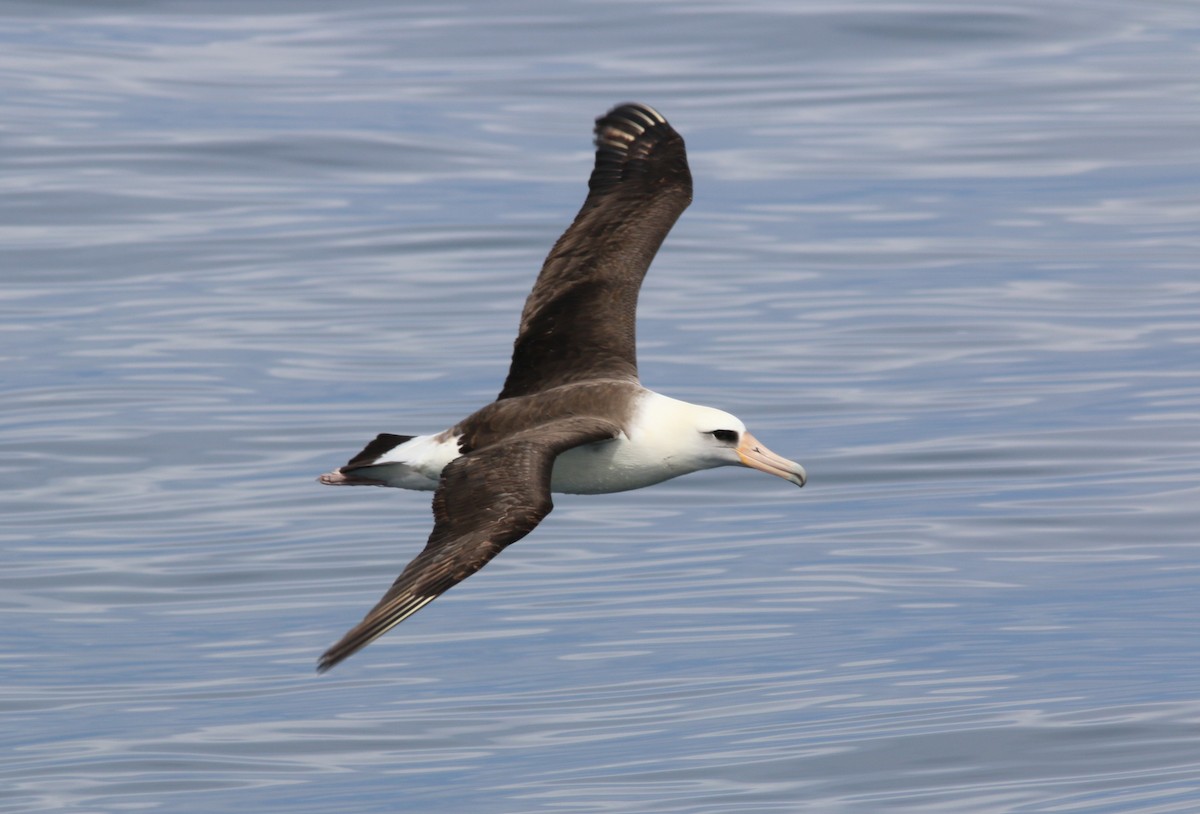 Laysan Albatrosu - ML581327801