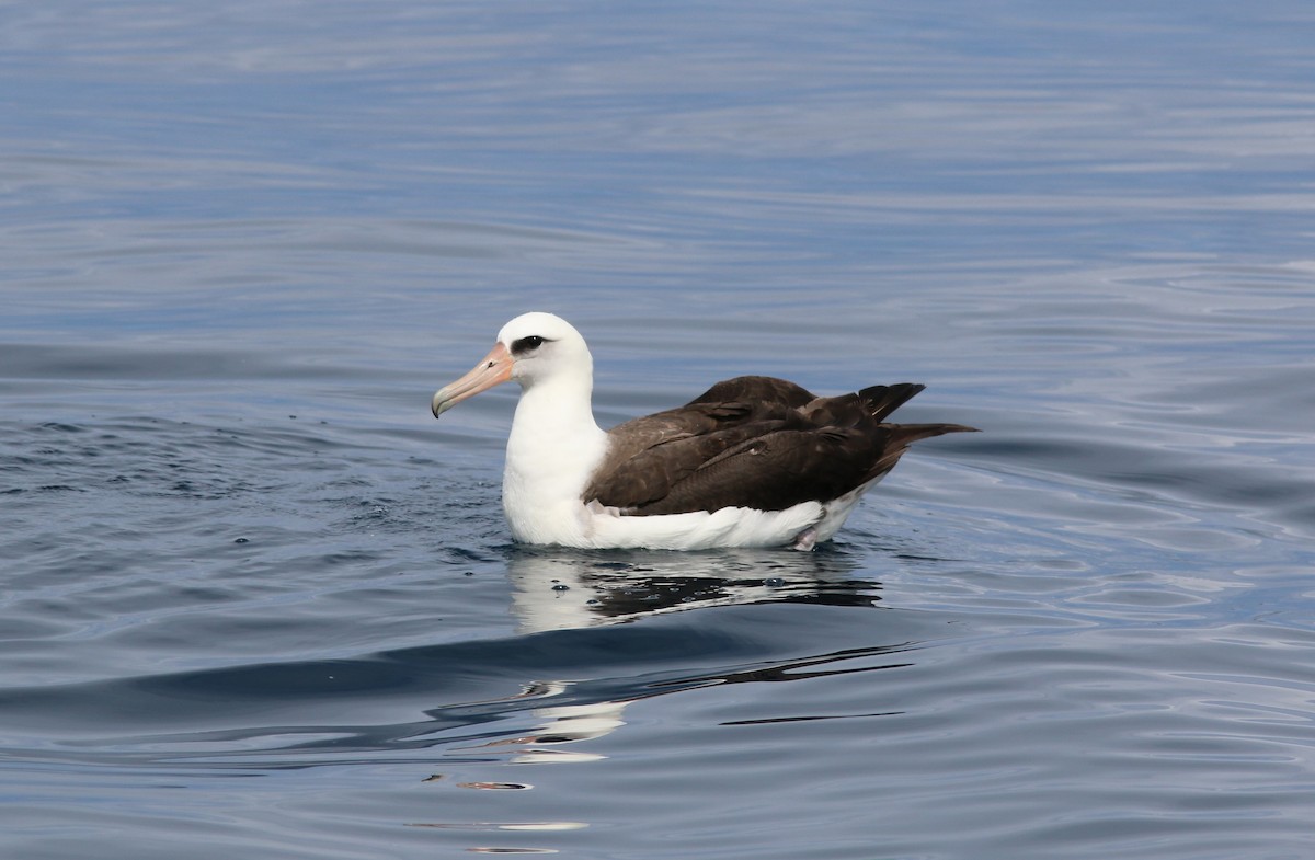 Albatros de Laysan - ML581327861