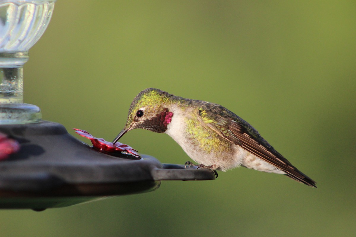 Broad-tailed Hummingbird - Hilary Turner