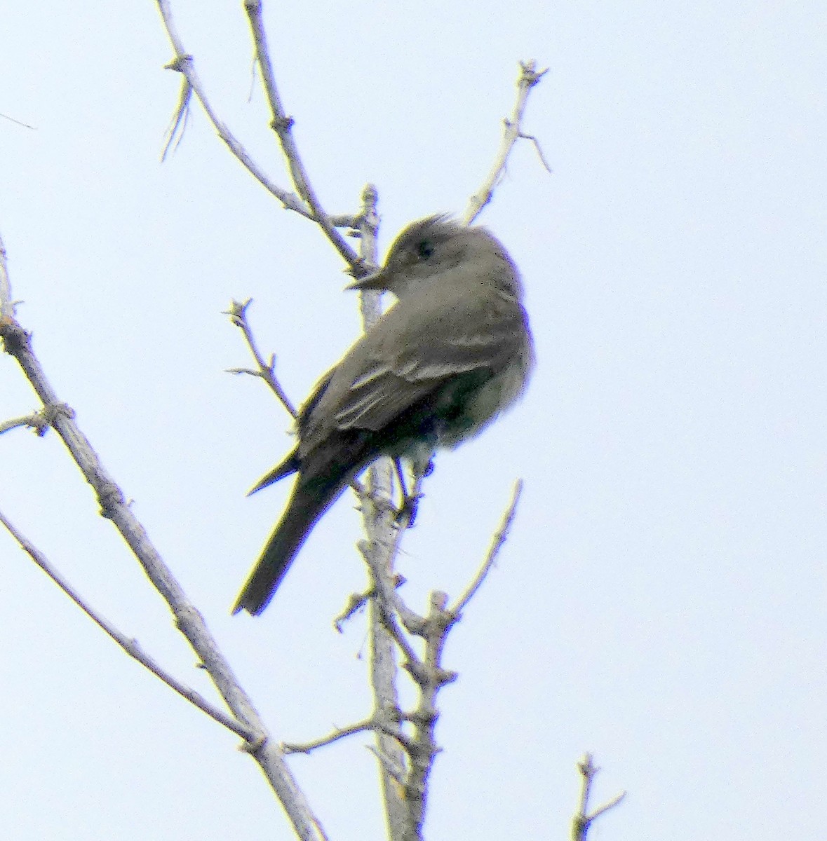 Western Wood-Pewee - ML581328281