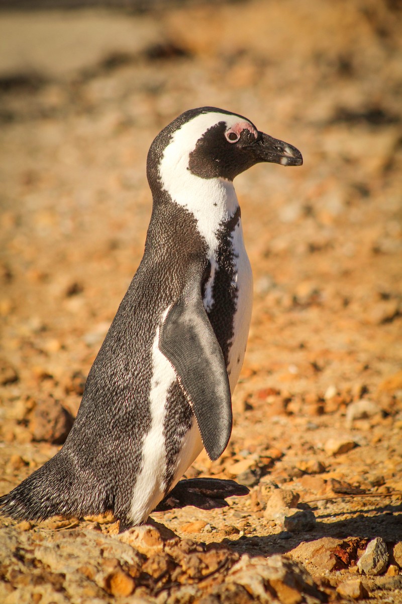 African Penguin - ML58132951