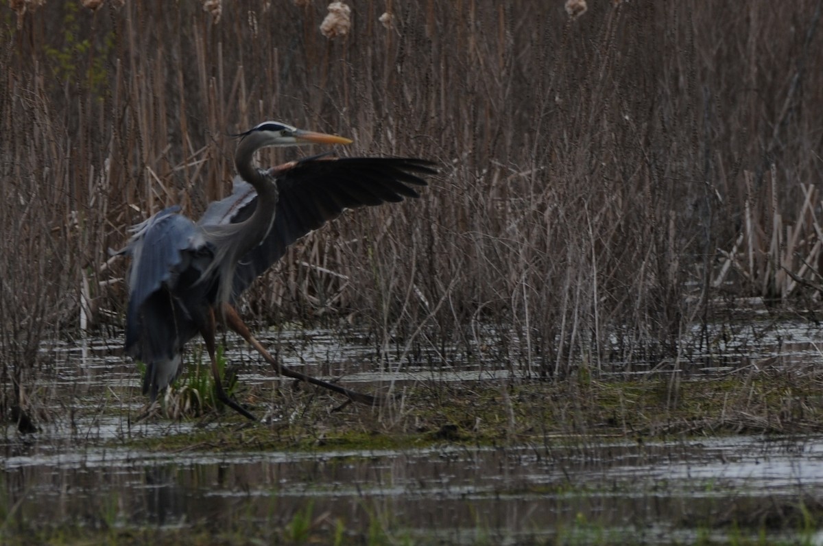 Great Blue Heron - ML58133001