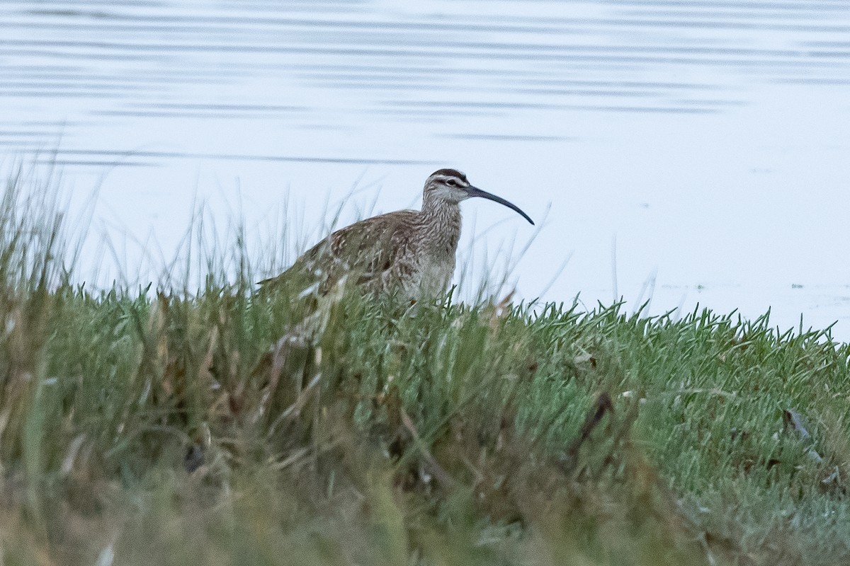 Whimbrel - ML581330291