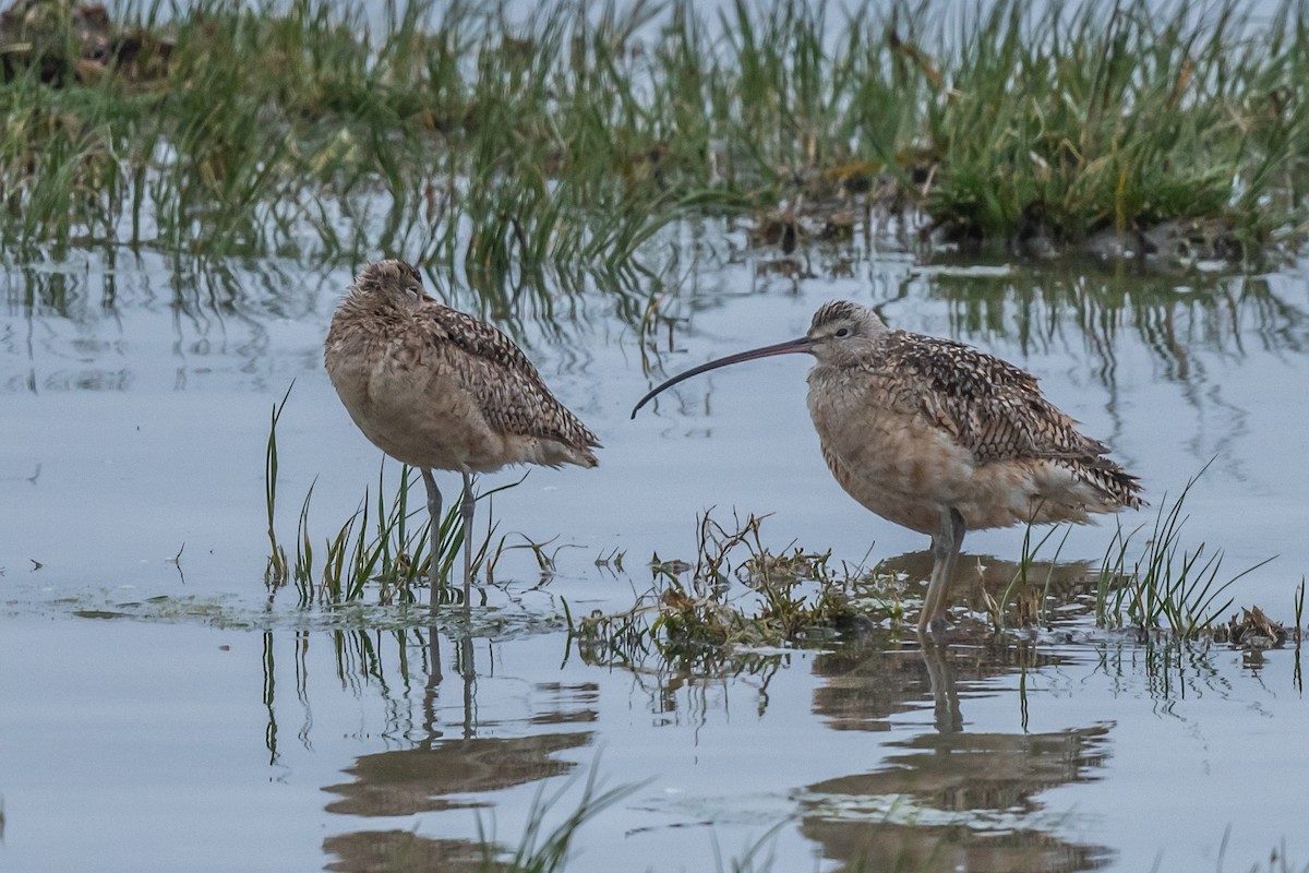 Long-billed Curlew - ML581330311