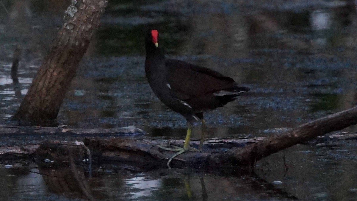 Common Gallinule - ML581330791