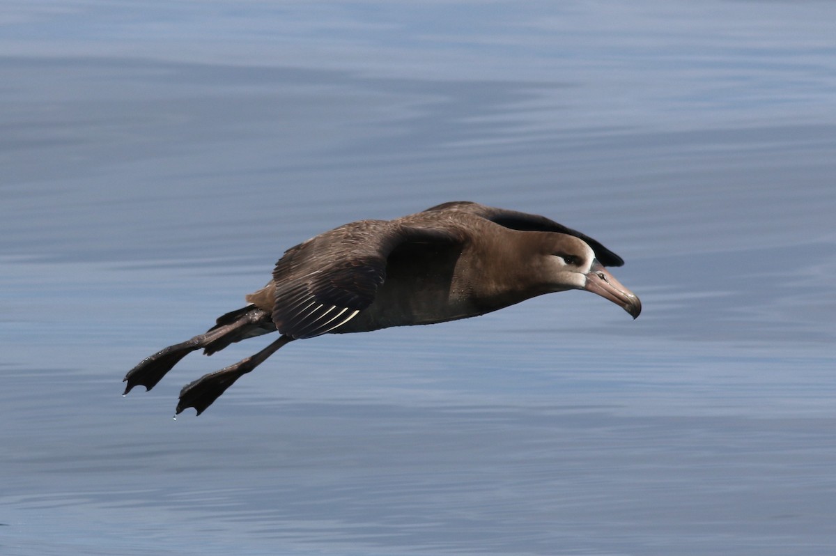 Albatros à pieds noirs - ML581330821