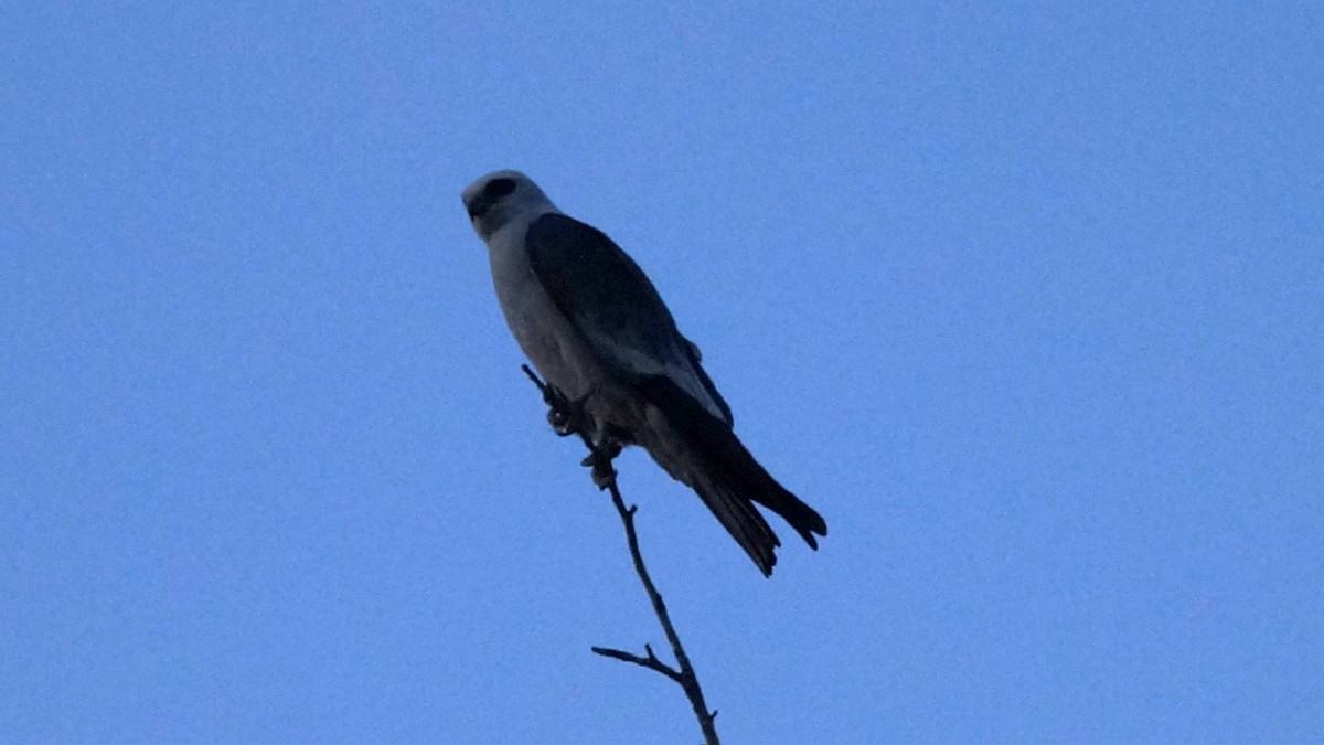 Mississippi Kite - Skipper Anding