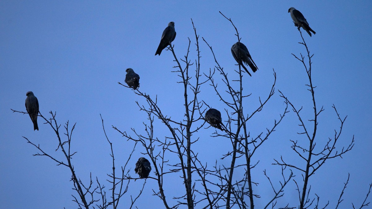 Mississippi Kite - ML581330931