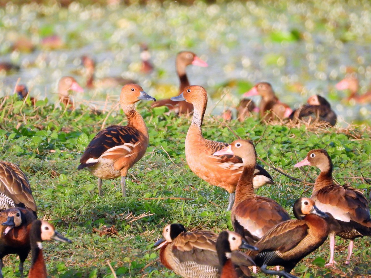 Fulvous Whistling-Duck - ML581331401