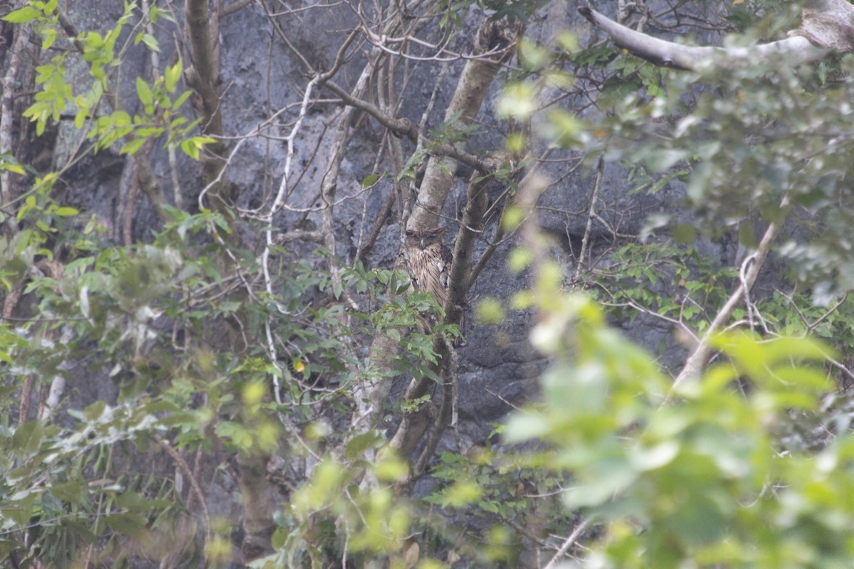 Brown Fish-Owl - ML581331521