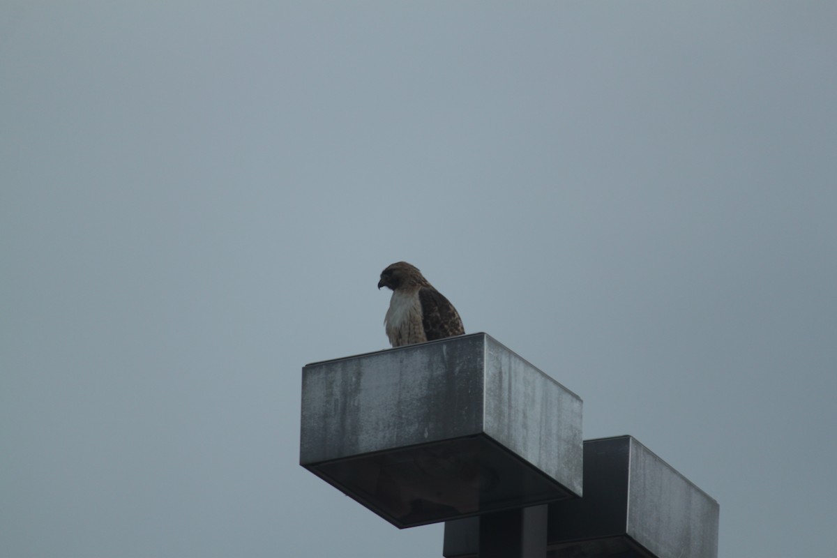 Red-tailed Hawk - ML581332441