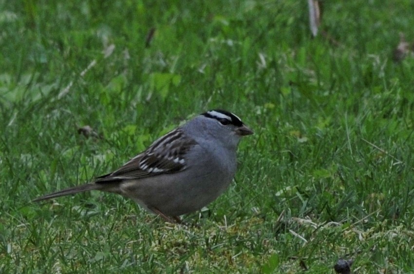 Bruant à couronne blanche - ML58133251