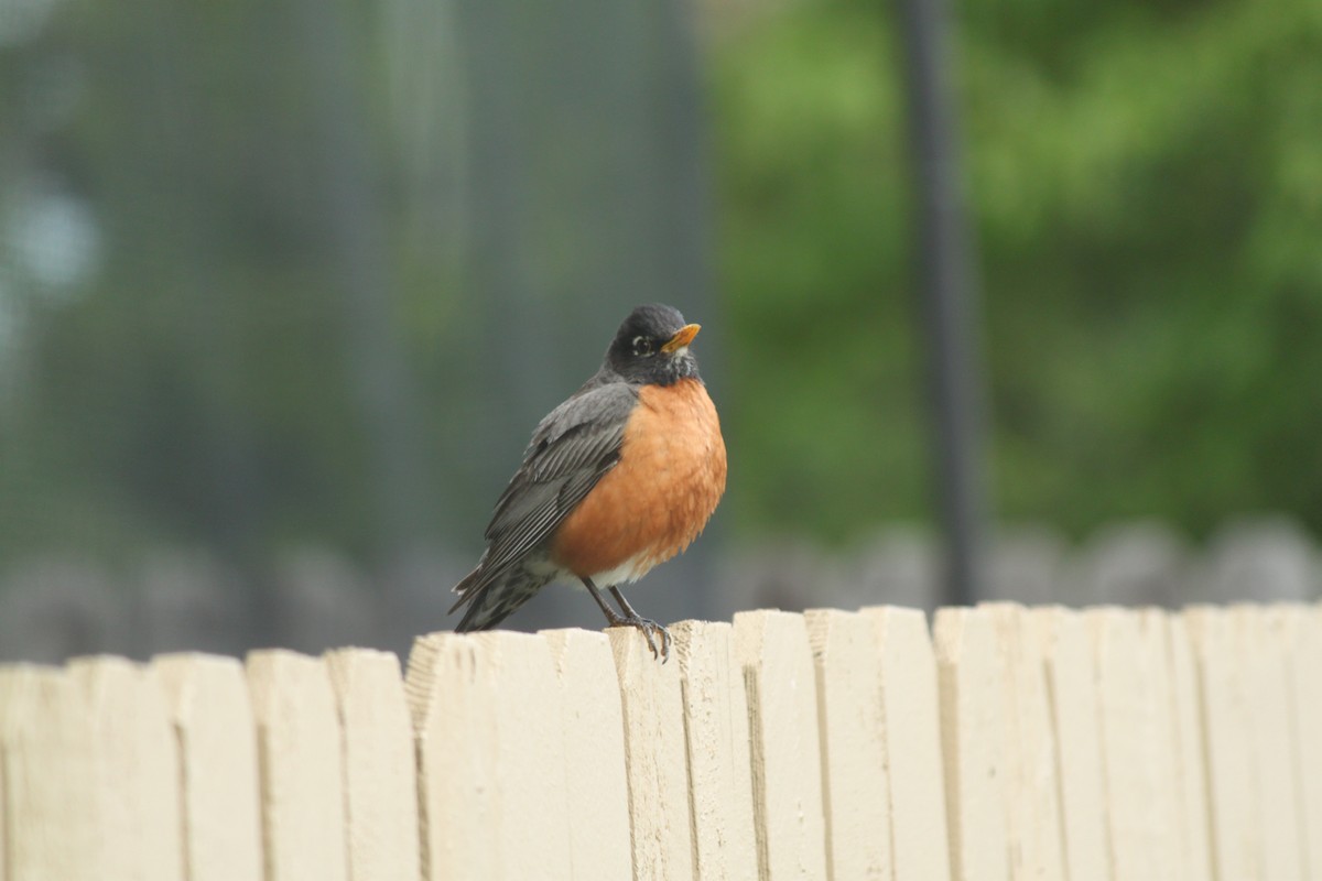 American Robin - ML581332631