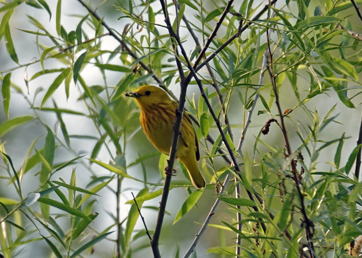 Yellow Warbler - N. Wade Snyder