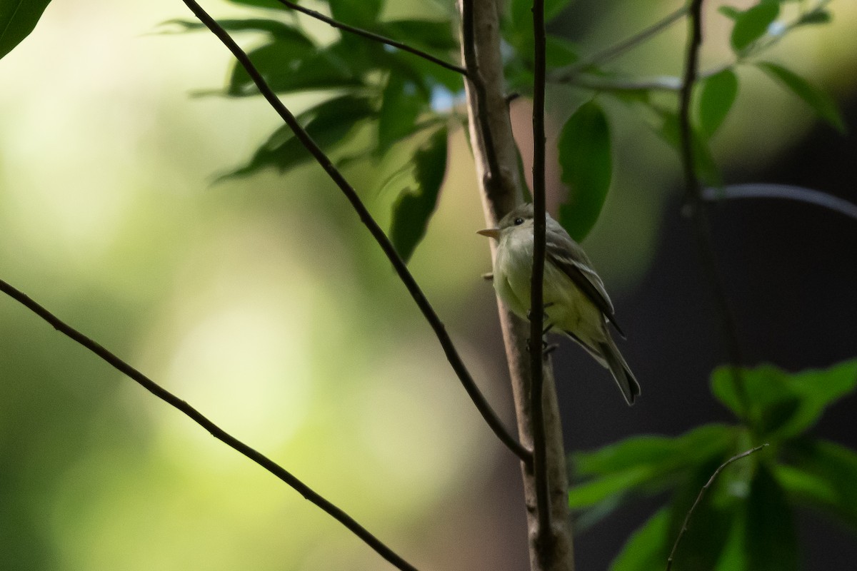 Western Flycatcher (Pacific-slope) - ML581333831