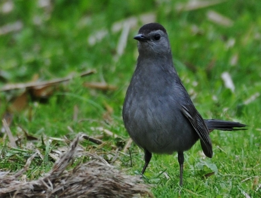 Pájaro Gato Gris - ML58133401