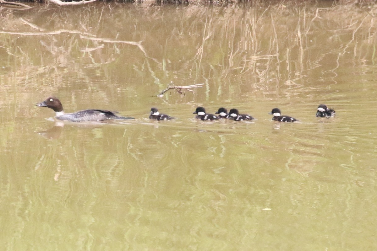 Common Goldeneye - ML581334141