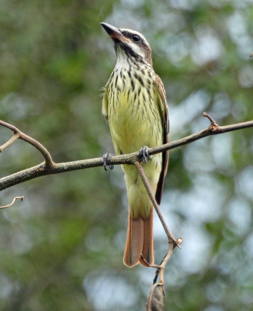 Sulphur-bellied Flycatcher - ML581334171