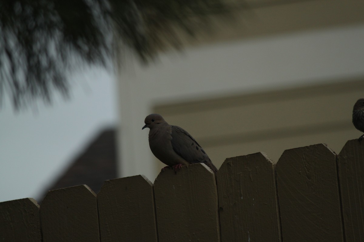 Mourning Dove - ML581334191