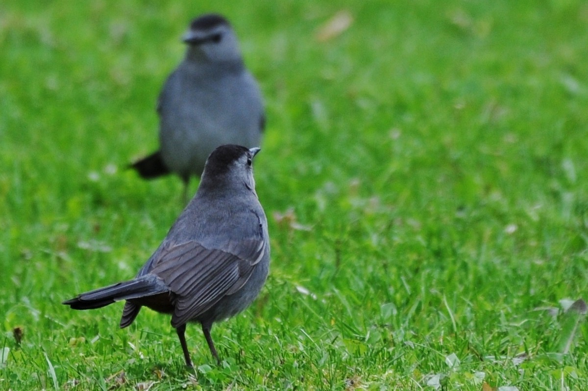 Gray Catbird - Rick Beaudon