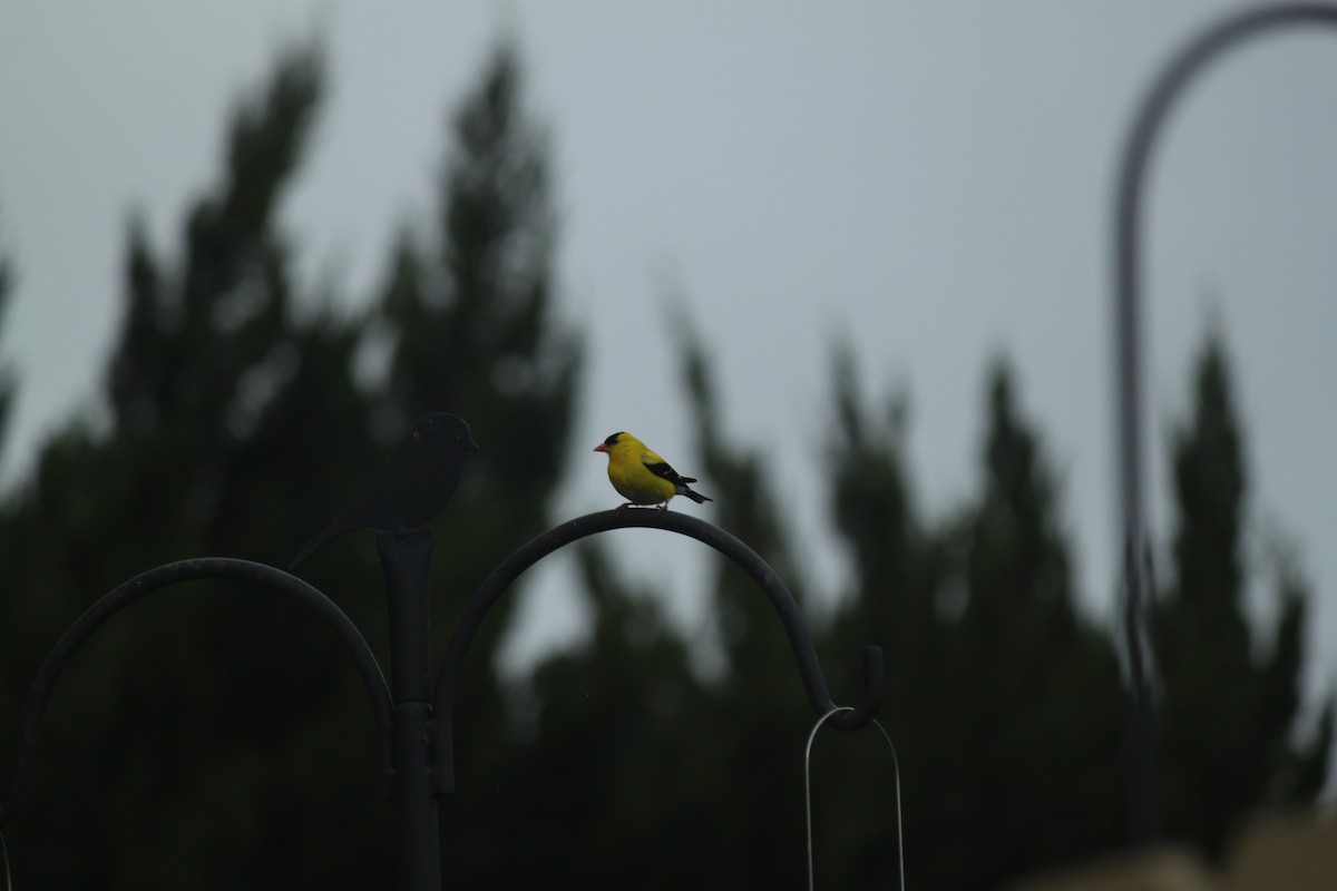 American Goldfinch - ML581334421