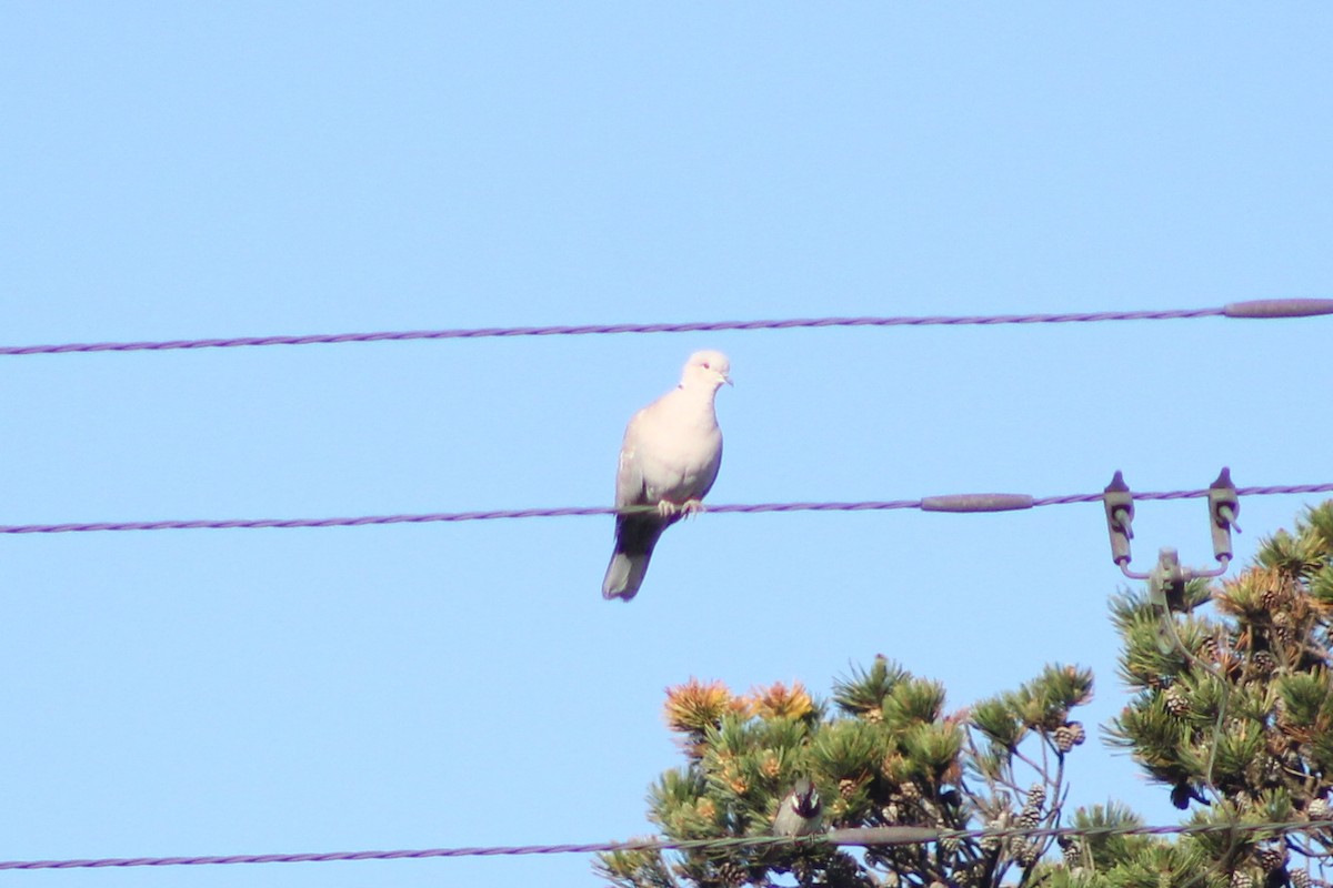 Eurasian Collared-Dove - ML581335881