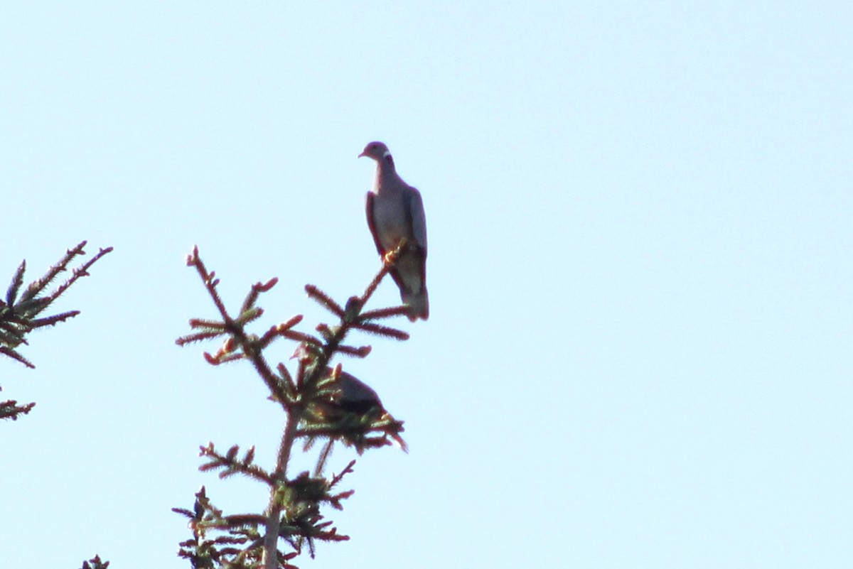 Band-tailed Pigeon - ML581335971