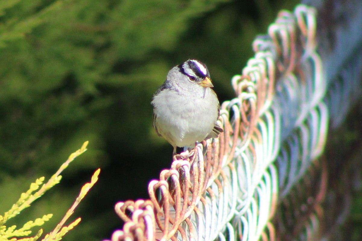White-crowned Sparrow - ML581336091