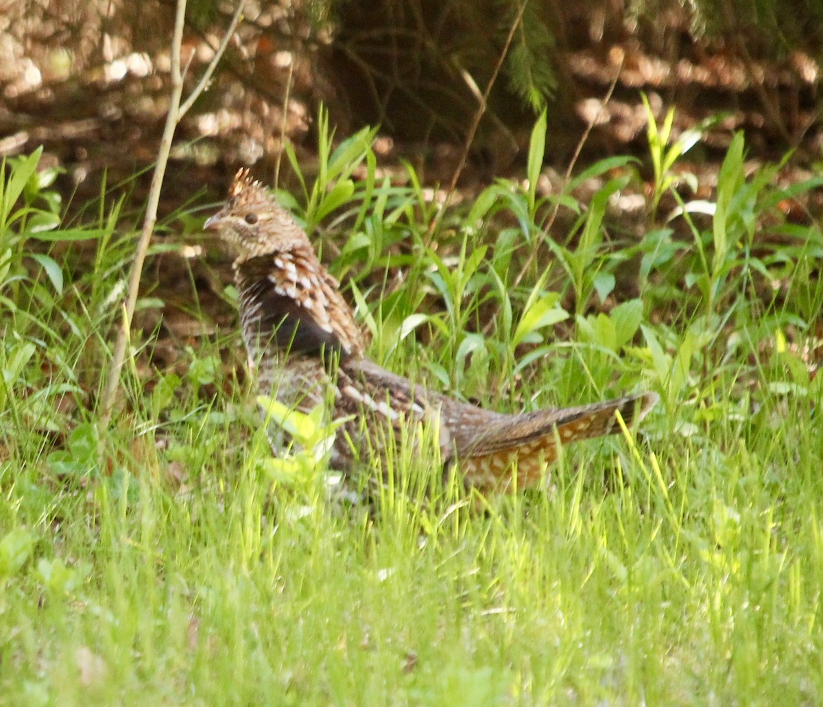 Ruffed Grouse - ML58133651