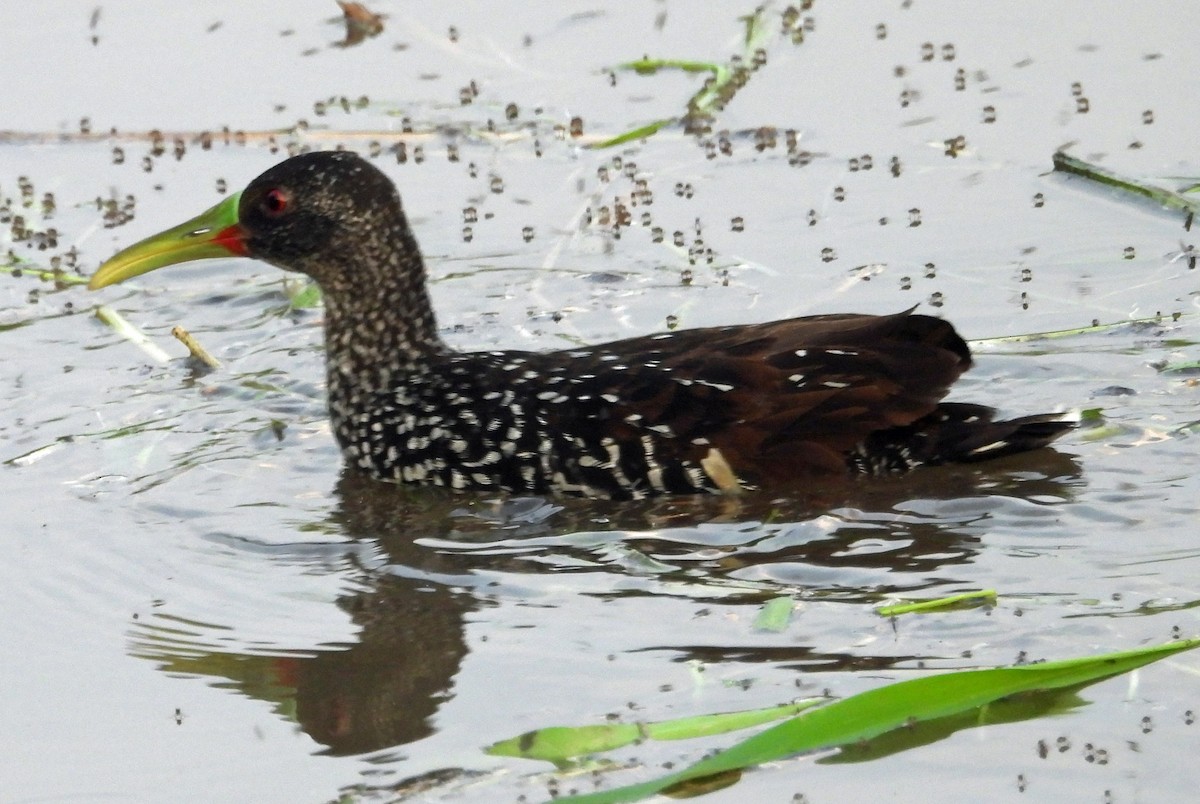 Spotted Rail - ML581336881