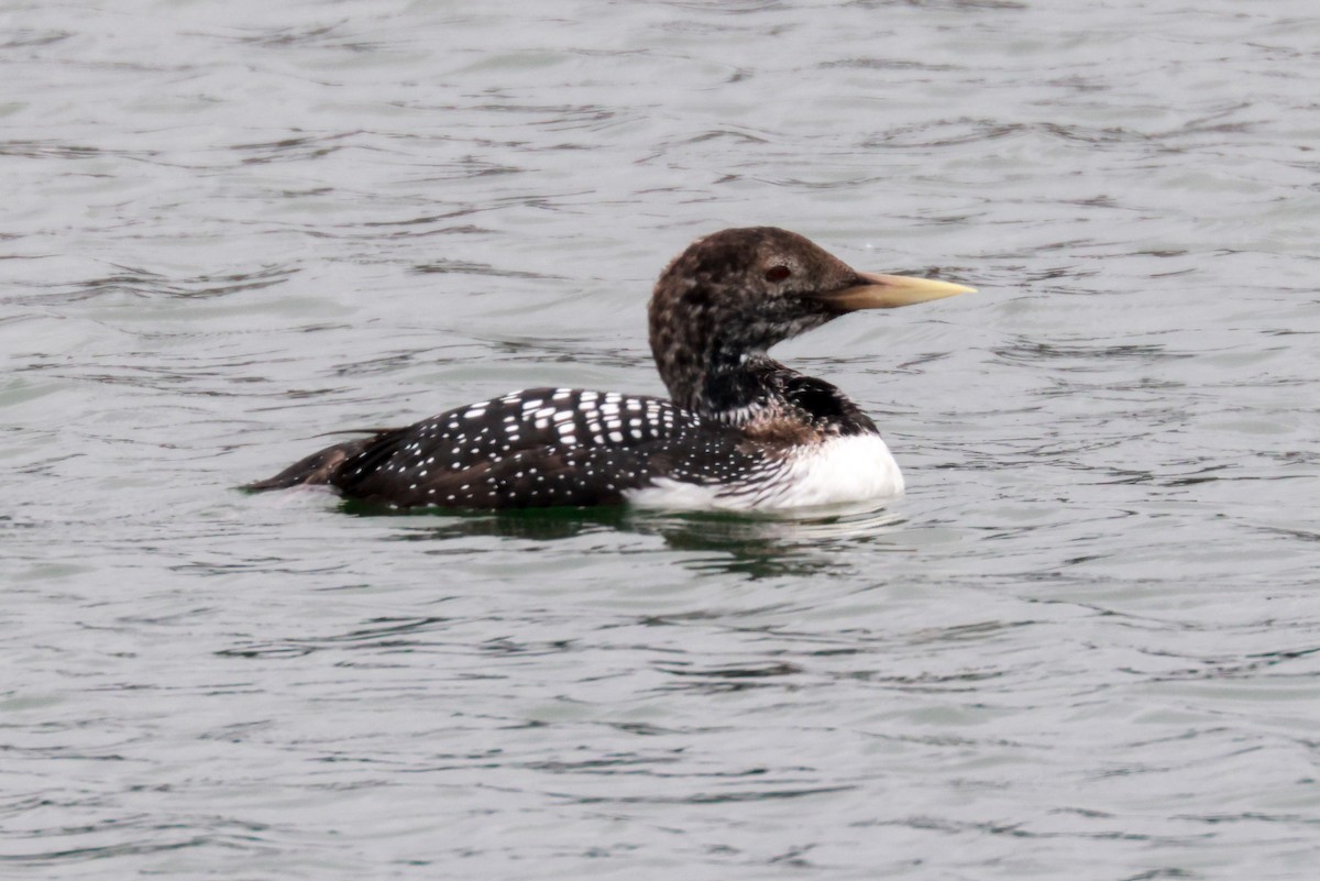 Yellow-billed Loon - ML581337141