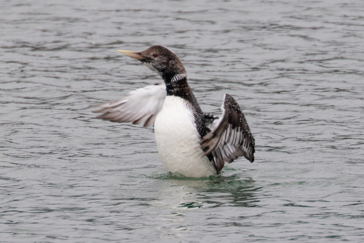 Yellow-billed Loon - ML581337151