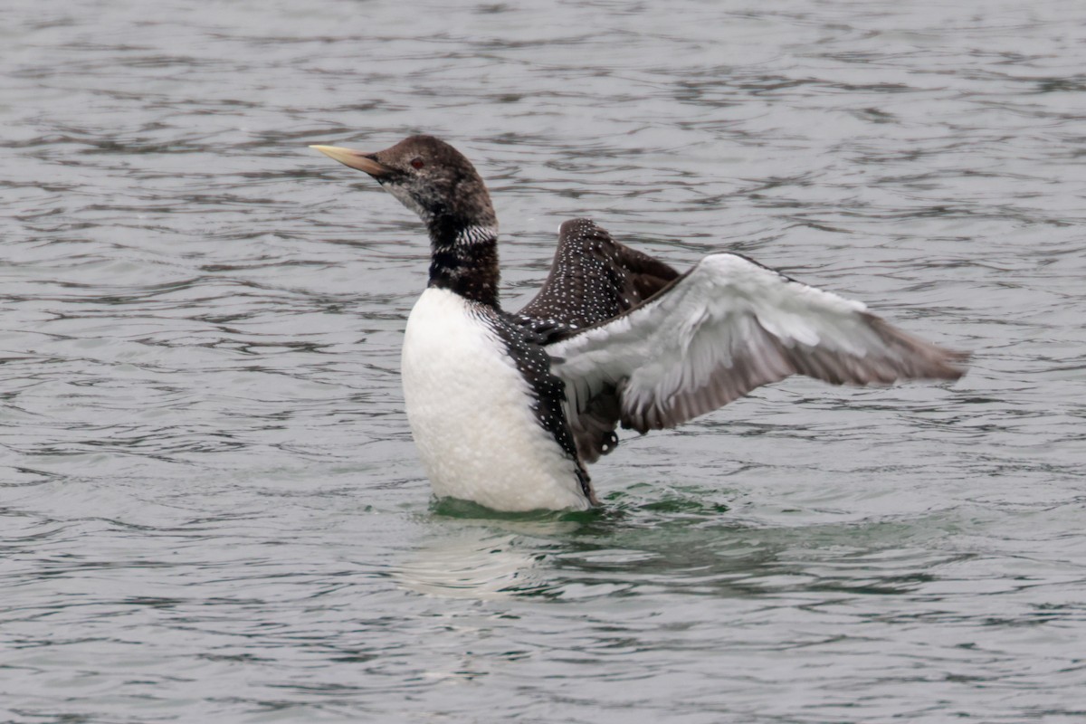 Yellow-billed Loon - ML581337161