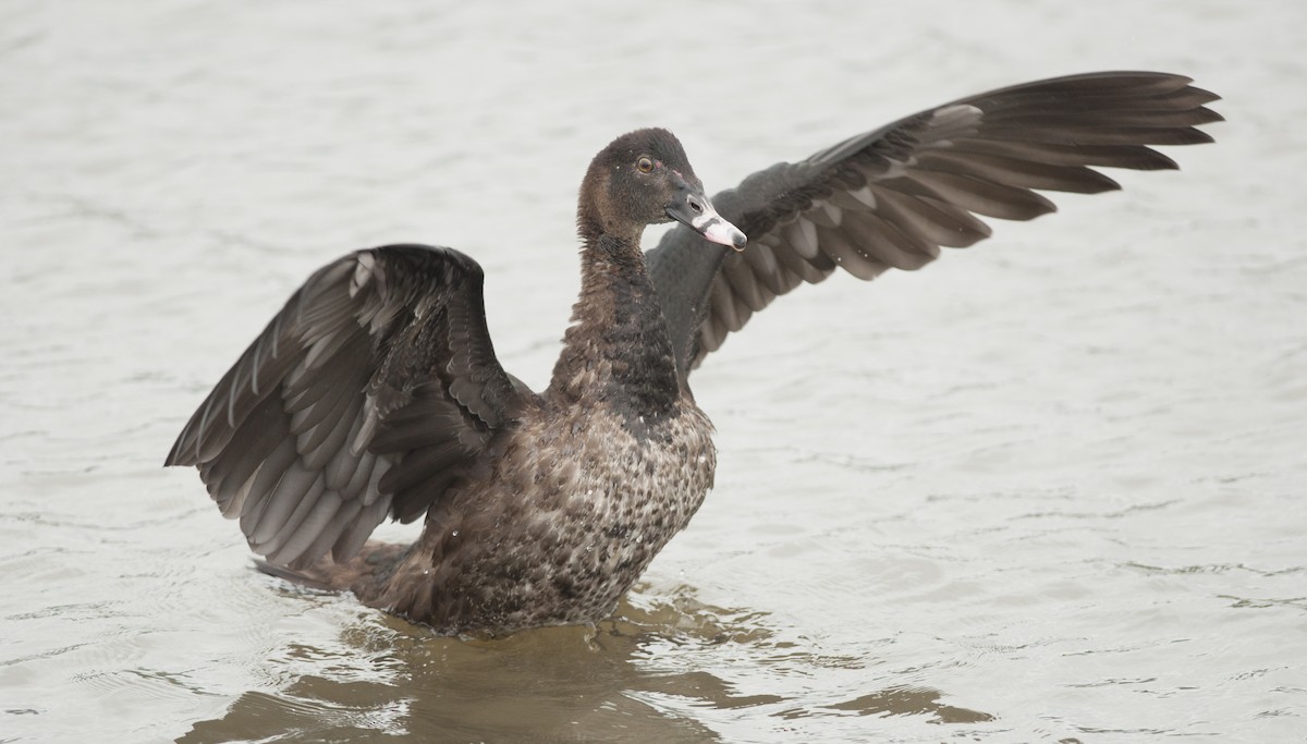 Muscovy Duck - Giselle Mangini