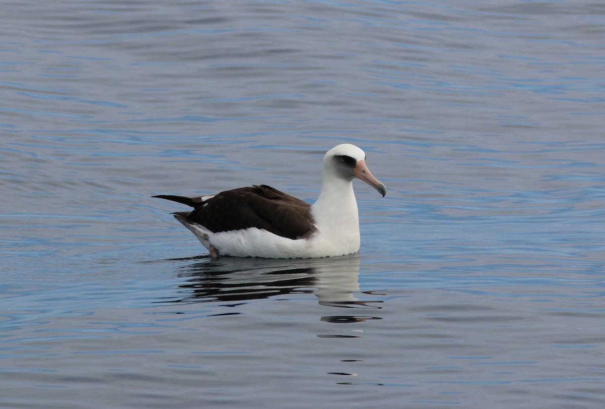 Albatros de Laysan - ML581337451