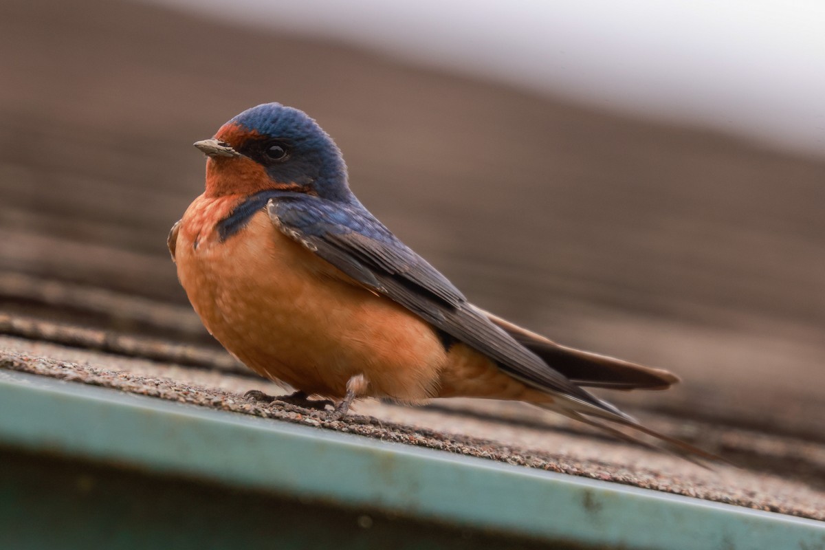 Barn Swallow (American) - ML581337471