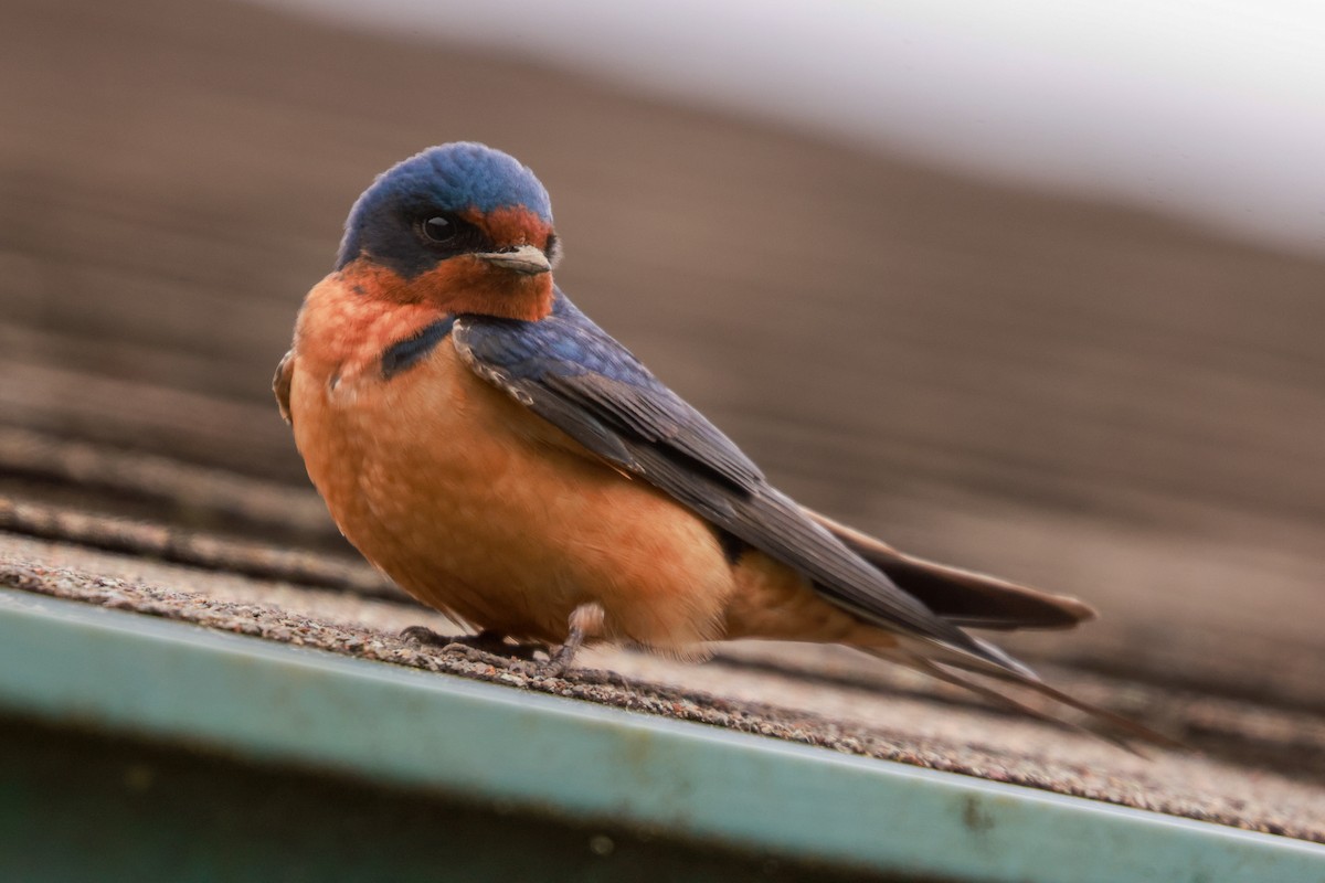 Barn Swallow (American) - ML581337481