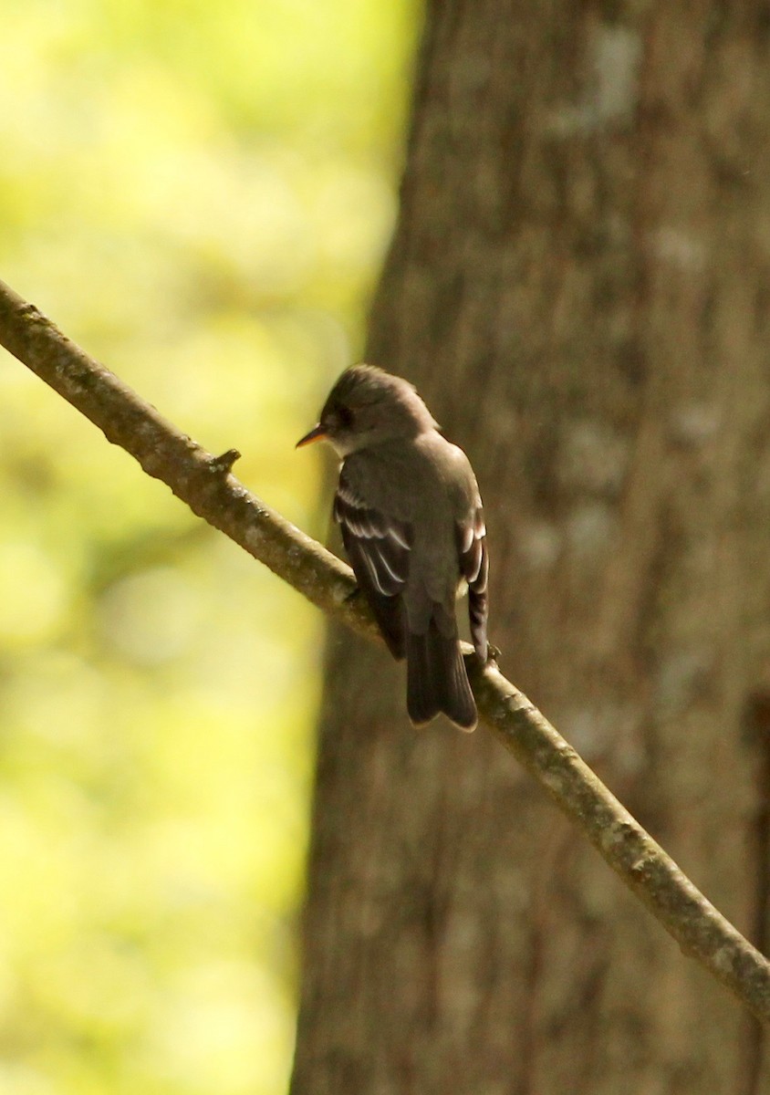 Eastern Wood-Pewee - ML58133791