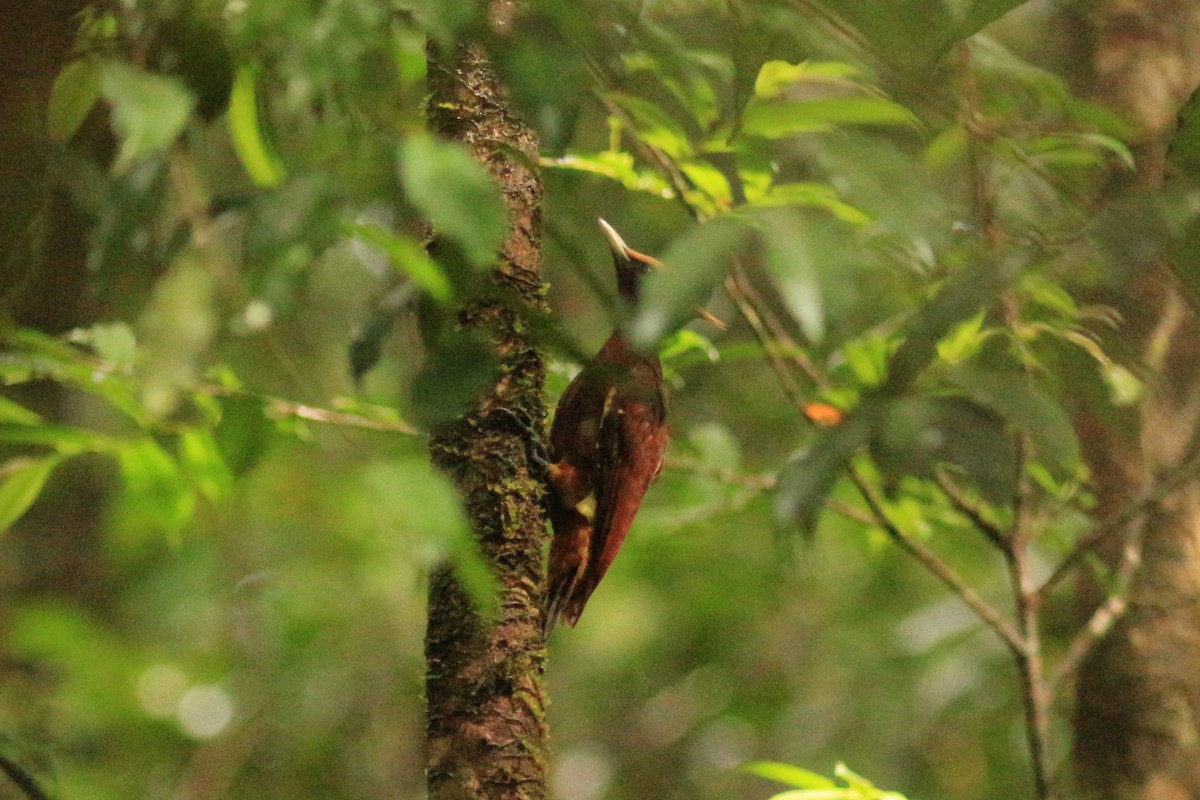 Chestnut Woodpecker - ML581338401